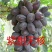葡萄苗，巨峰嫁接蓝宝石藤稔南北方种植基地直发签约真品包邮