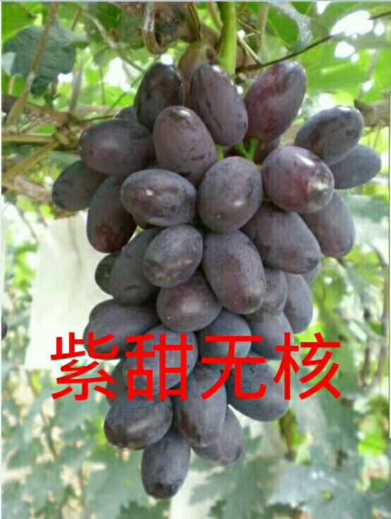 葡萄苗，巨峰嫁接蓝宝石藤稔南北方种植基地直发签约真品包邮