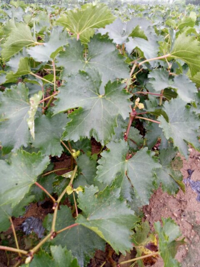 葡萄苗，巨峰嫁接蓝宝石藤稔南北方种植基地直发签约真品包邮