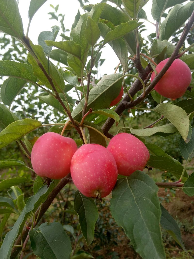 辽宁西丰县孙跃东