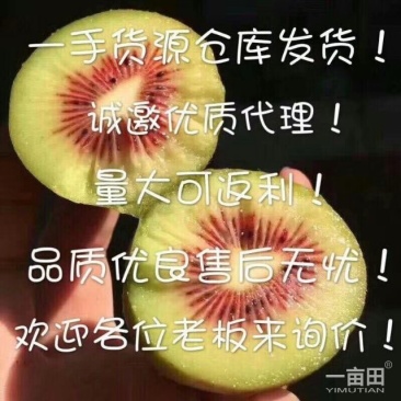 猕猴桃订单中，欢迎订购