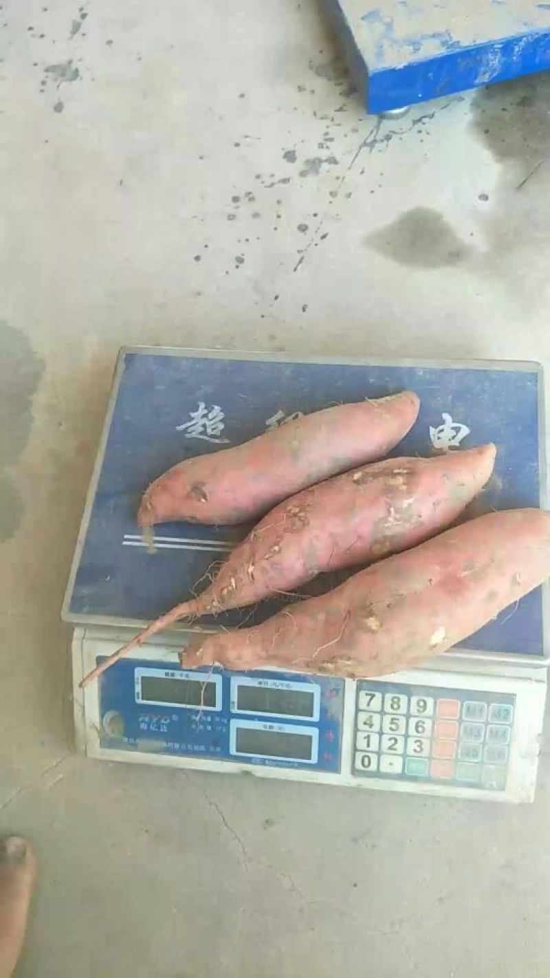 大量出售烟薯25