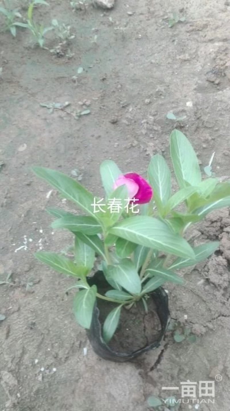 长春花，天天开，双色盆长春花，黑皮桶天天开
