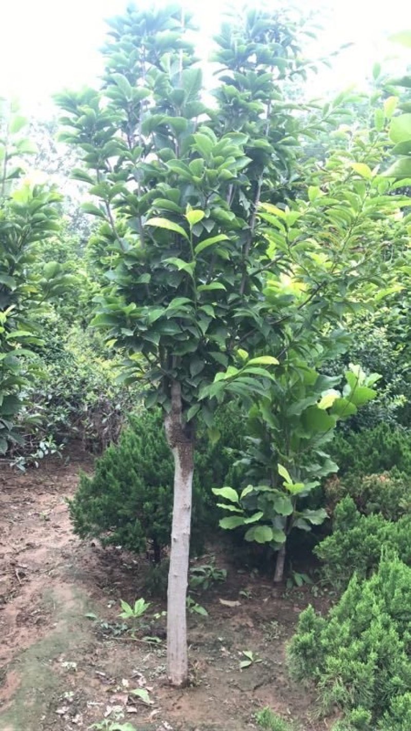 果树苗木供应，山楂树12公分号数上货