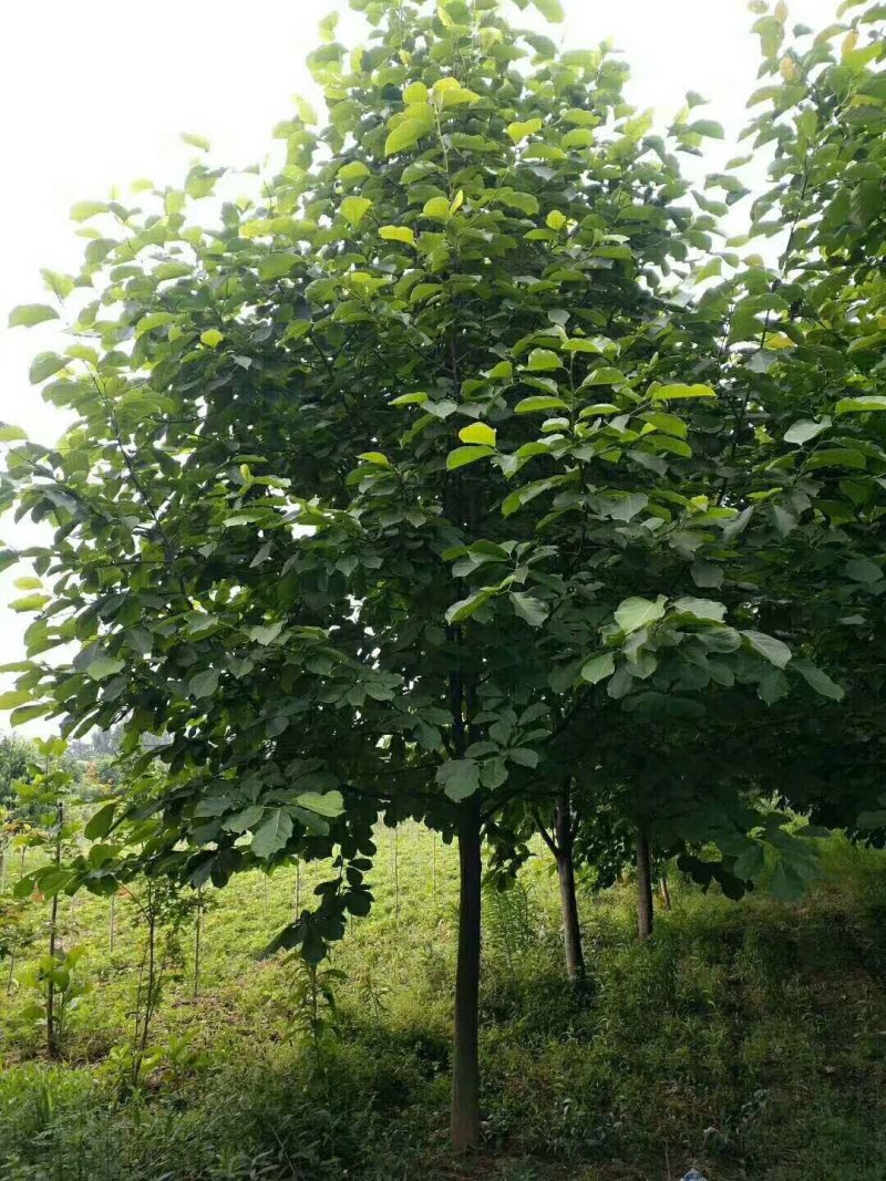 果树苗木供应，山楂树12公分号数上货