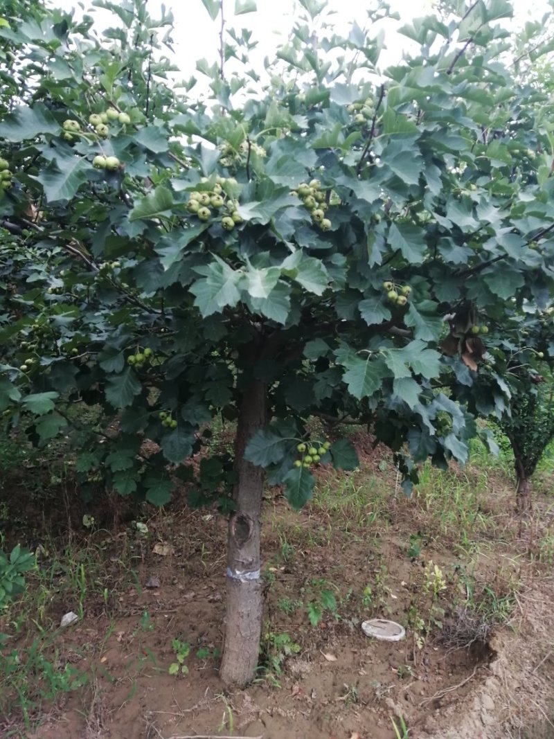 果树苗木供应，山楂树12公分号数上货