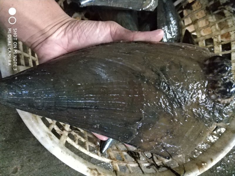 带子6两到7两一个