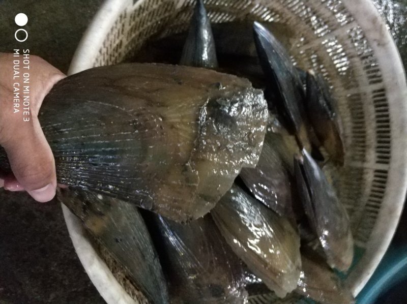 带子6两到7两一个