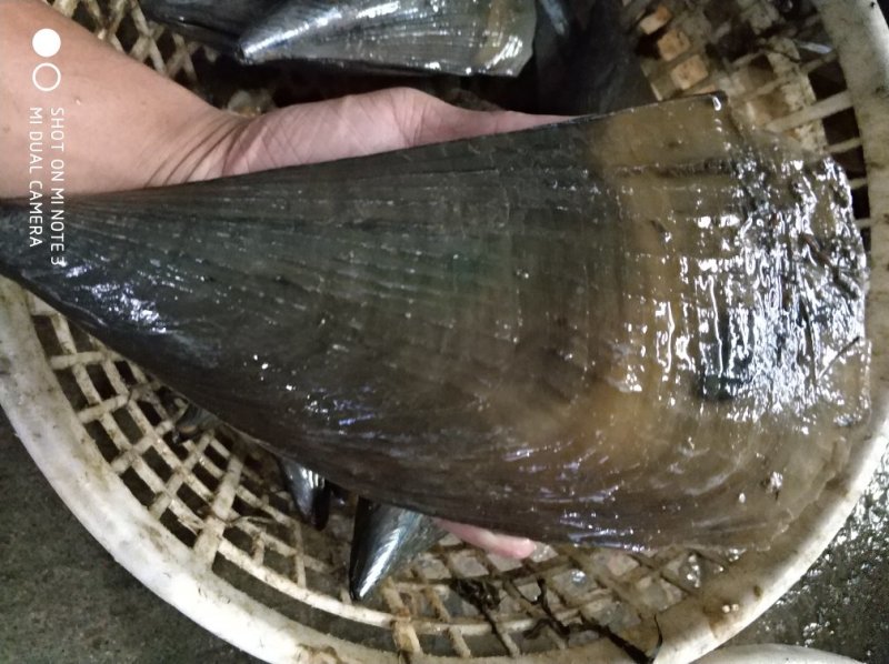 带子6两到7两一个