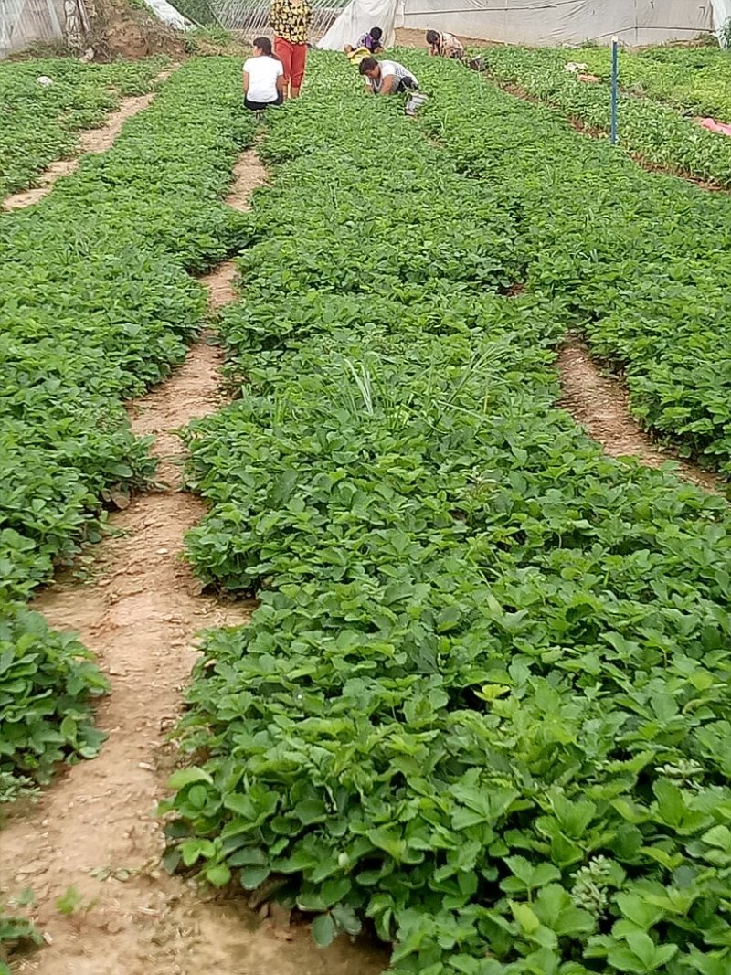 红颜草莓苗，口感好，基地直销，加冰发货，可发快递，空运