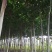 果树苗木供应，山楂树12公分号数上货