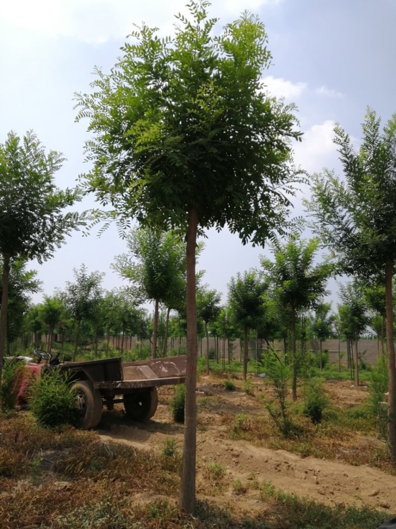 果树苗木供应，山楂树12公分号数上货
