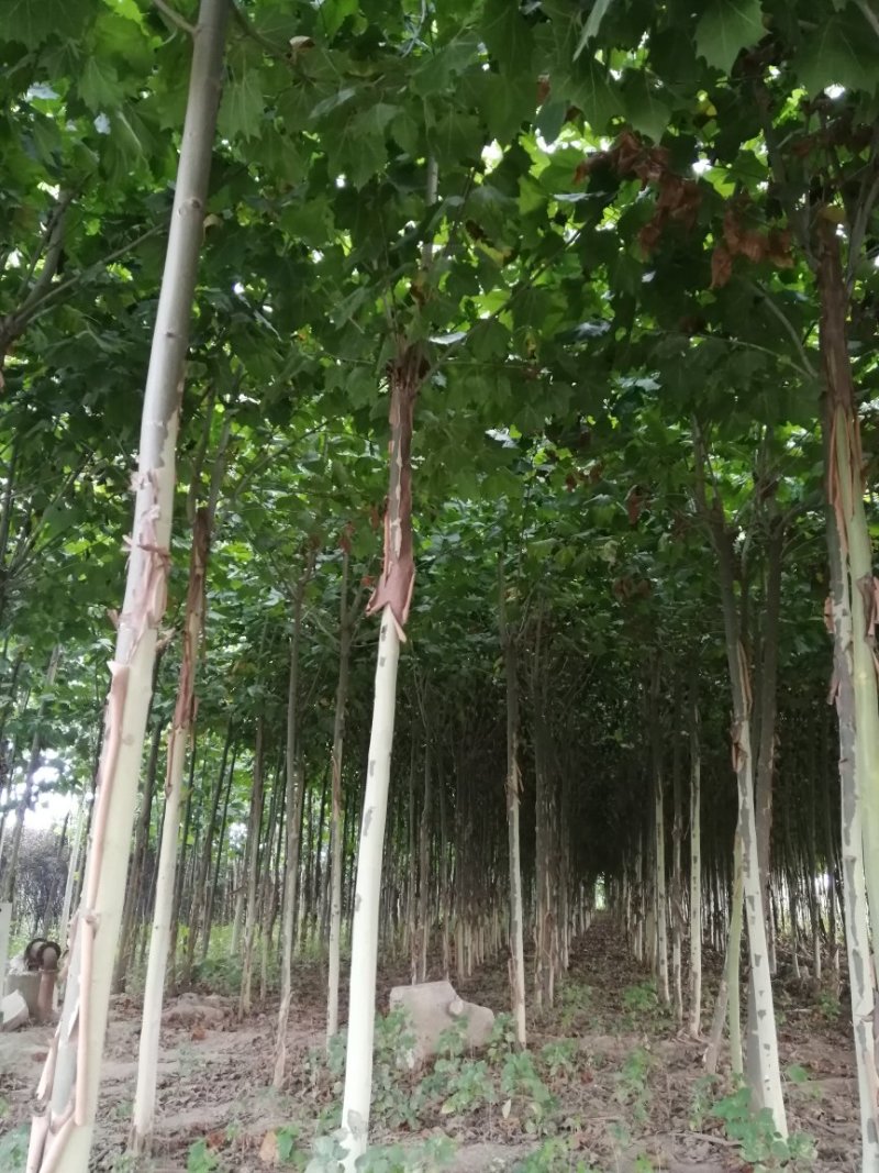 果树苗木供应，山楂树12公分号数上货