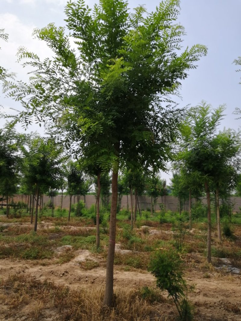 果树苗木供应，山楂树12公分号数上货
