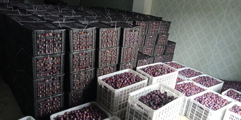 脆红李大量上市，汁多甘甜。