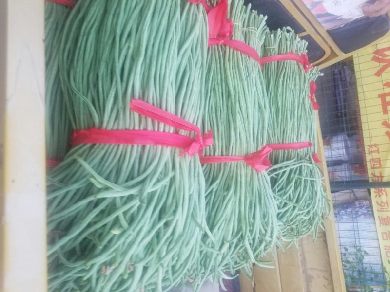 长豆角新乐市8月5号左右豆角大量上市需要的联系我