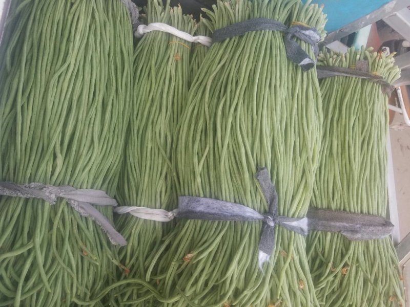 长豆角新乐市8月5号左右豆角大量上市需要的联系我