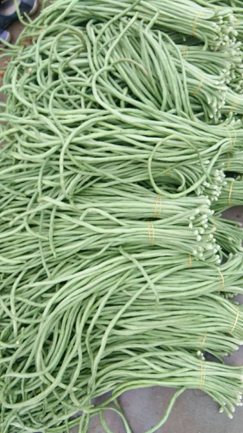 长豆角新乐市8月5号左右豆角大量上市需要的联系我