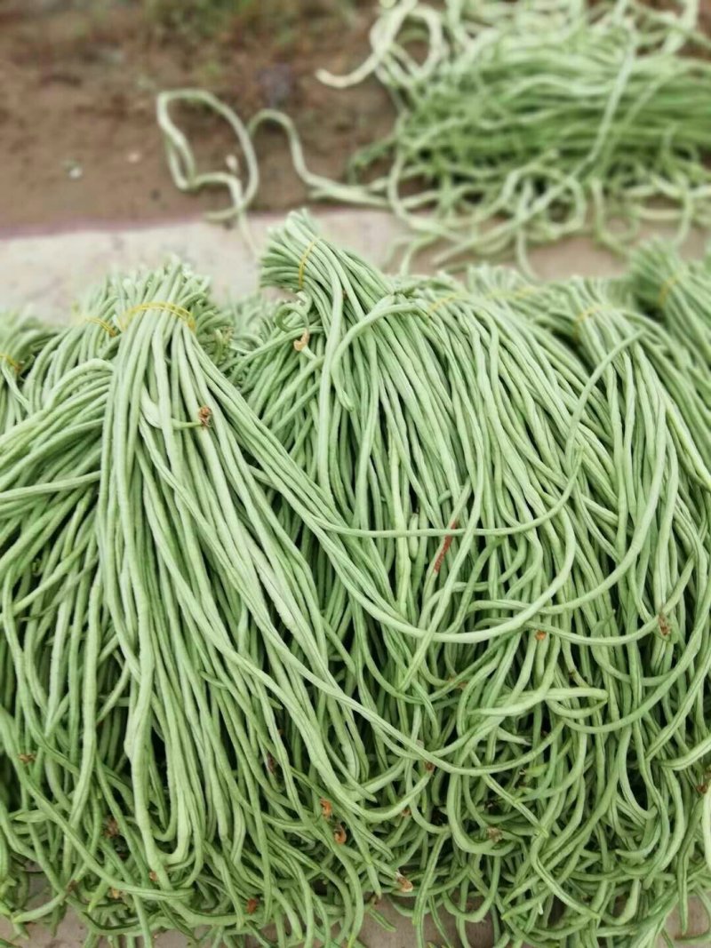 长豆角新乐市8月5号左右豆角大量上市需要的联系我