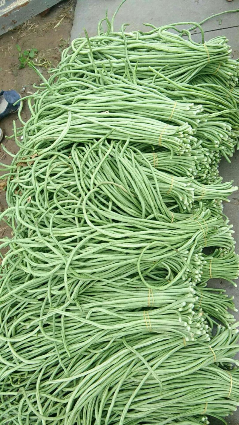 长豆角新乐市8月5号左右豆角大量上市需要的联系我