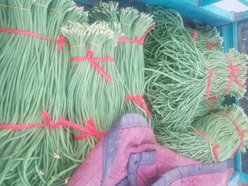 长豆角新乐市8月5号左右豆角大量上市需要的联系我