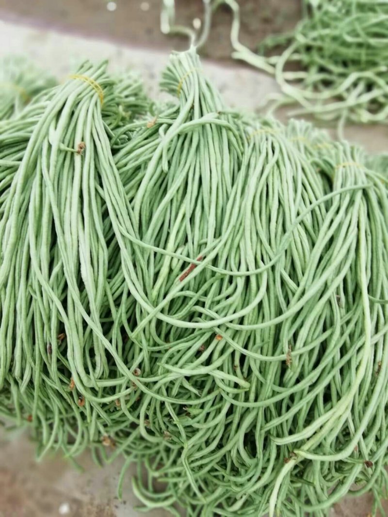 长豆角新乐市8月5号左右豆角大量上市需要的联系我
