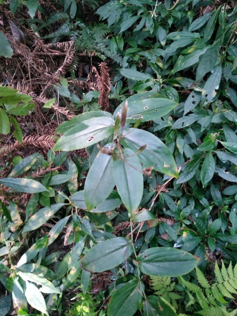 各位大神，求药名及价格