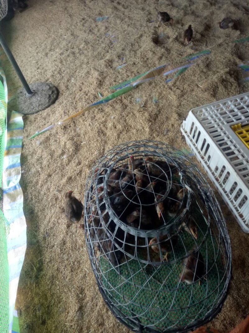 阉鸡童