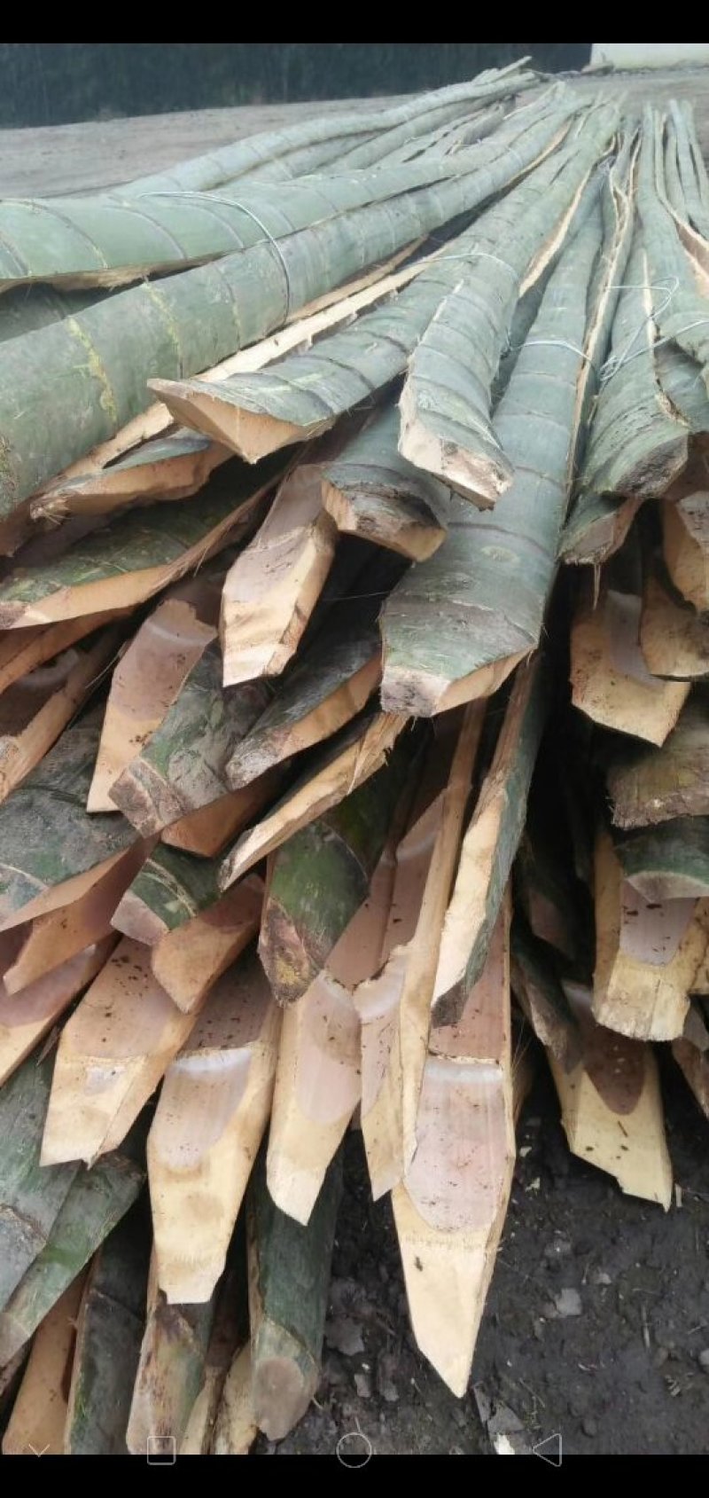 竹片，用于建拱棚，长度4米-7.5米，尾部宽4公分以上