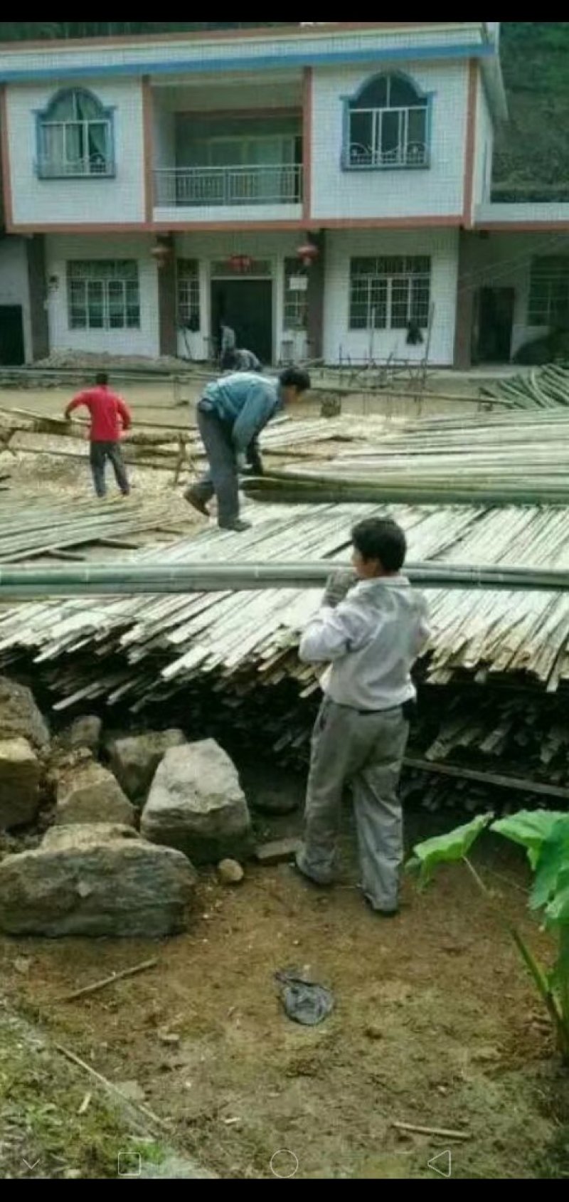 竹片，用于建拱棚，长度4米-7.5米，尾部宽4公分以上