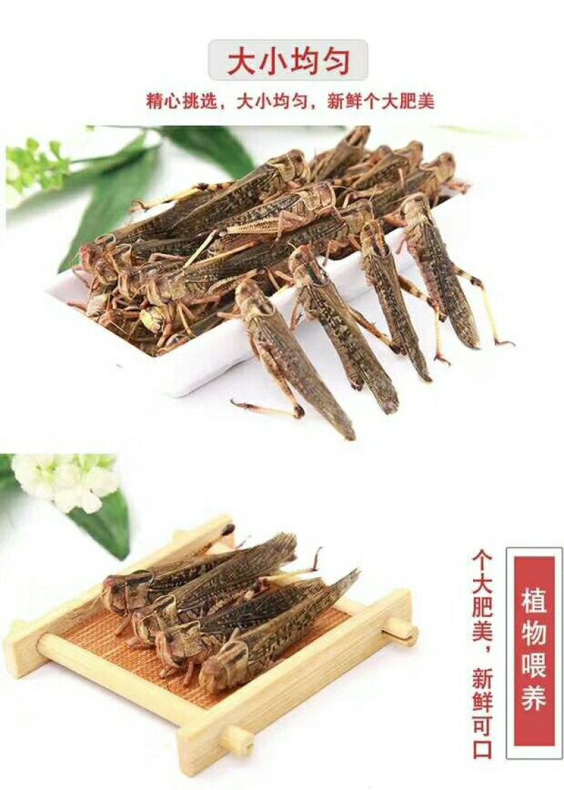 昆虫系销售，蚂蚱，金蝉，蝎子，蚕蛹，