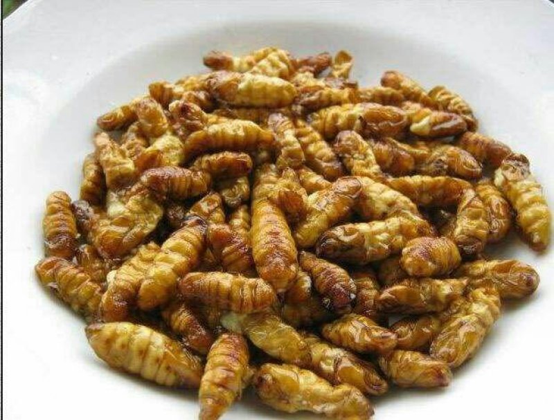 昆虫系销售，蚂蚱，金蝉，蝎子，蚕蛹，