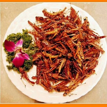 昆虫系销售，蚂蚱，金蝉，蝎子，蚕蛹，
