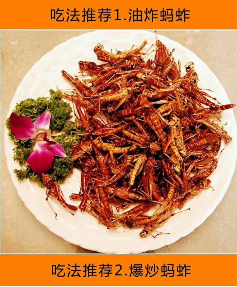 昆虫系销售，蚂蚱，金蝉，蝎子，蚕蛹，