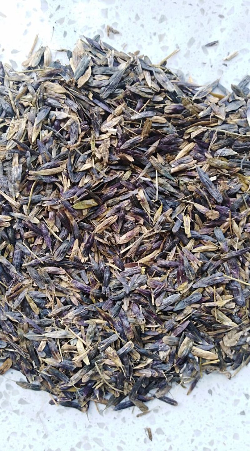 板蓝根籽1吨