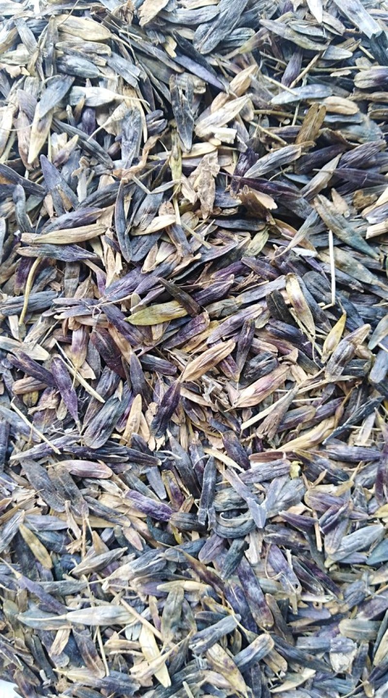 板蓝根籽1吨