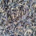 板蓝根籽1吨