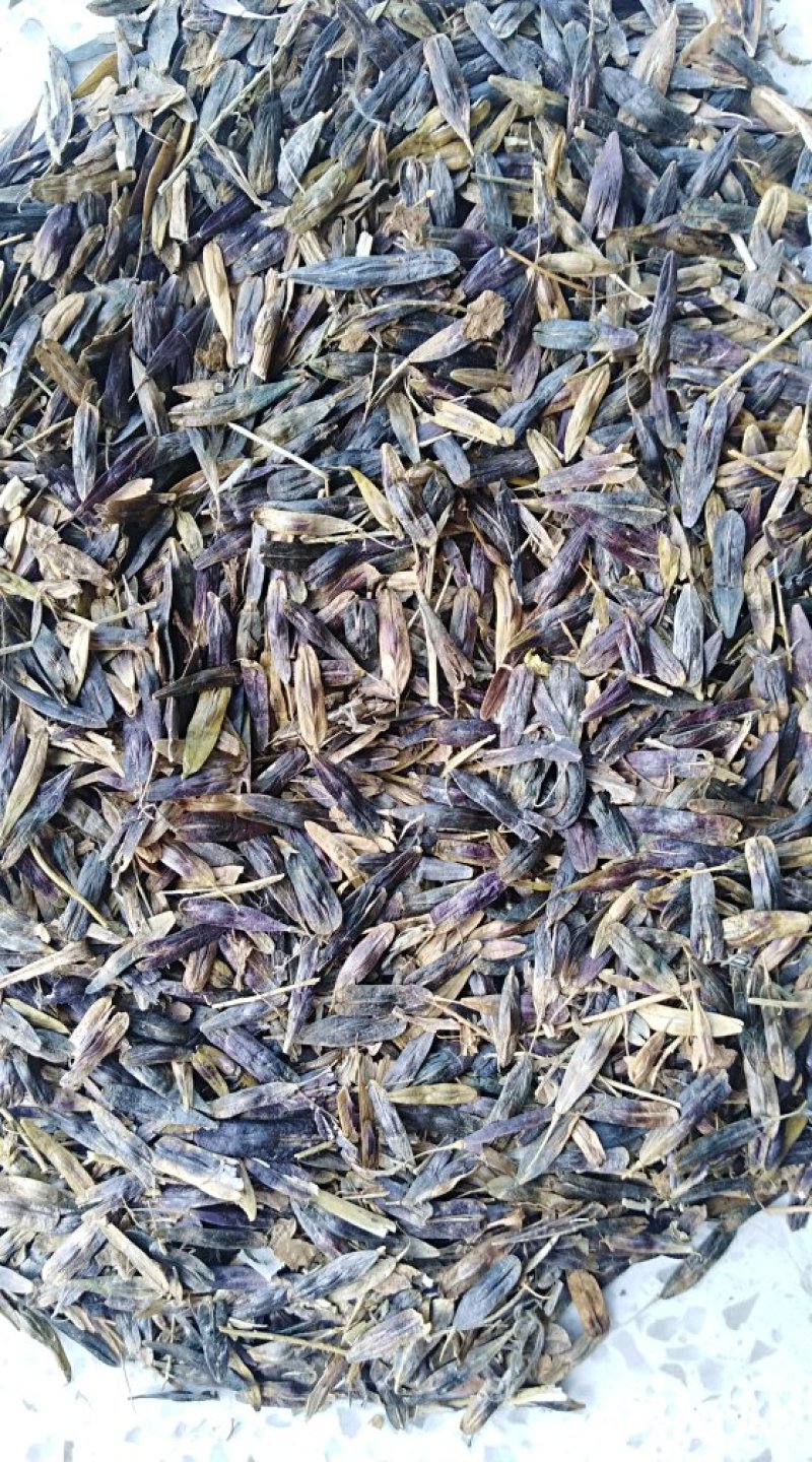 板蓝根籽1吨