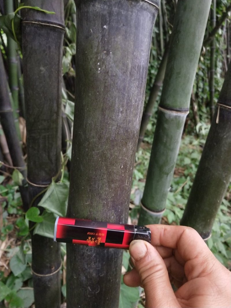 竹杆出售