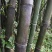 竹杆出售