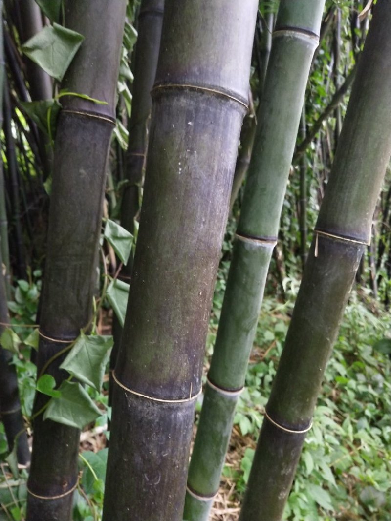 竹杆出售