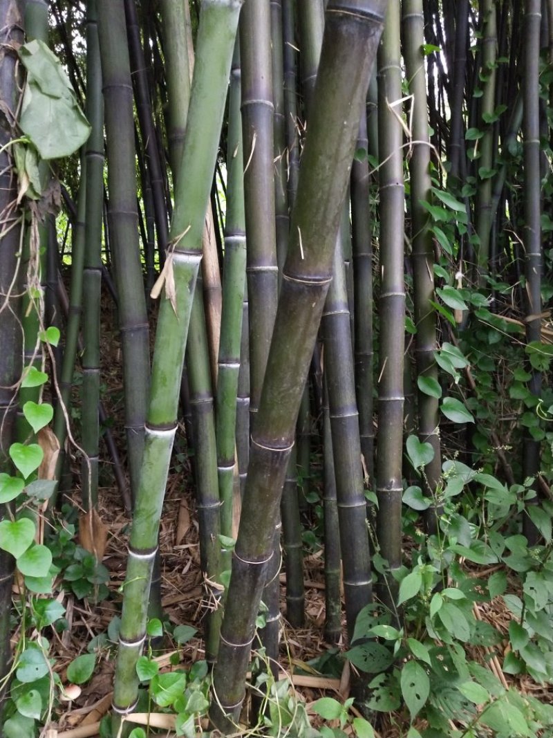 竹杆出售