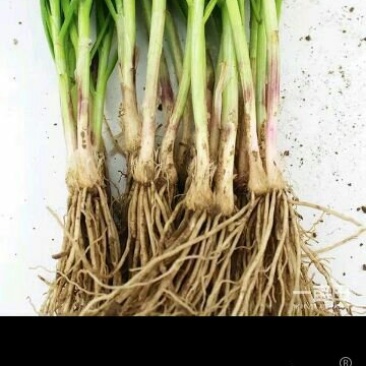 韭菜苗韭菜种