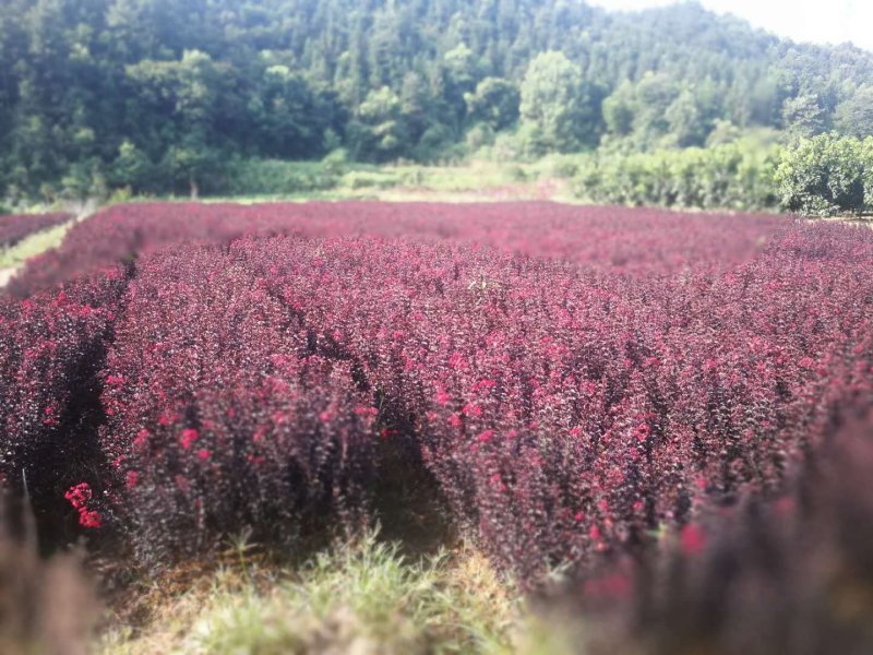 紫叶紫薇苗