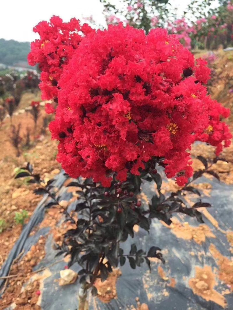 紫叶紫薇苗