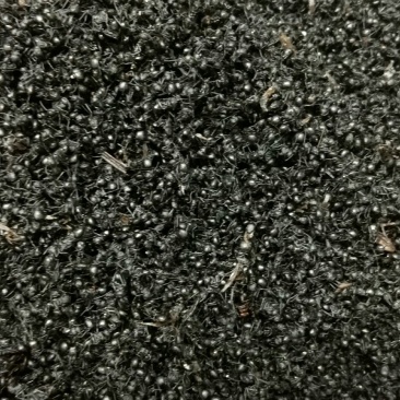 大黑蚂蚁蚂蚁干蚂蚁野生拟黑多刺蚁黑蚂蚁散装养生泡酒料