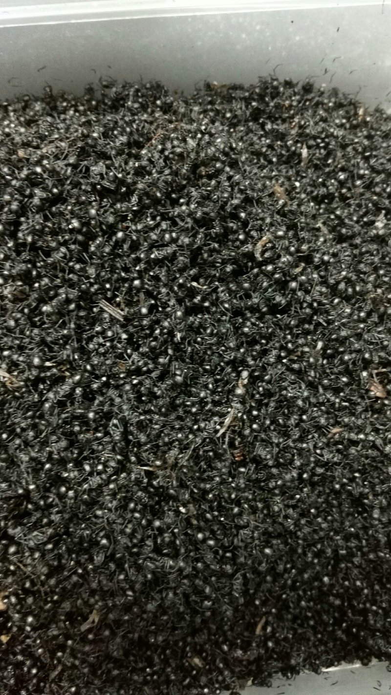 大黑蚂蚁蚂蚁干蚂蚁野生拟黑多刺蚁黑蚂蚁散装养生泡酒料