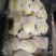 红香酥预售接单中