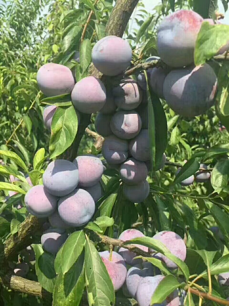 脆红李子苗，翠红李子苗，晚熟李子苗，基地直销，品种纯正