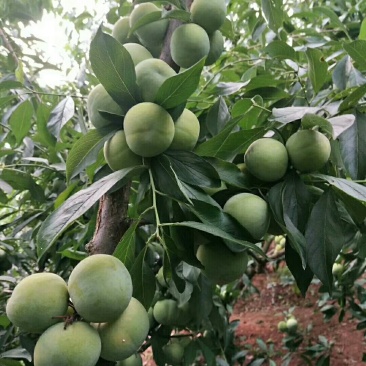 青脆李子苗，基地直销，品种纯正，提供两证一签，发票